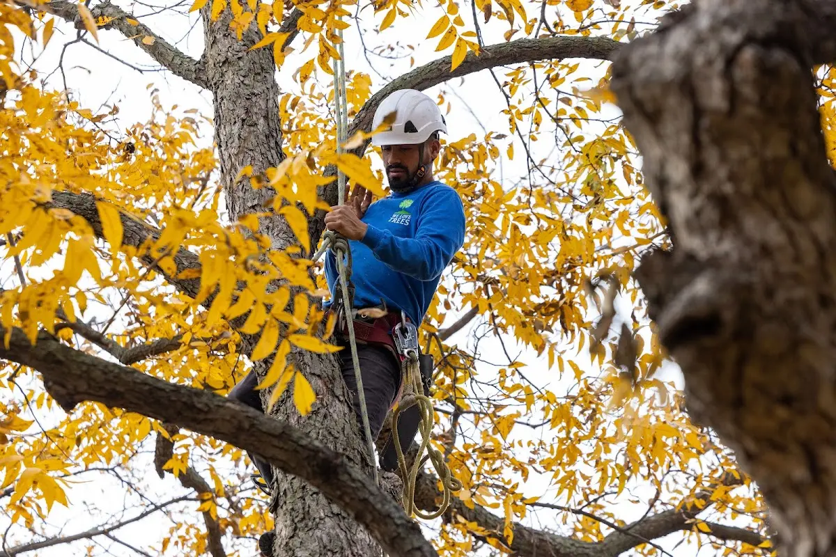 Skilled Tree Trimming crew working in Edgar